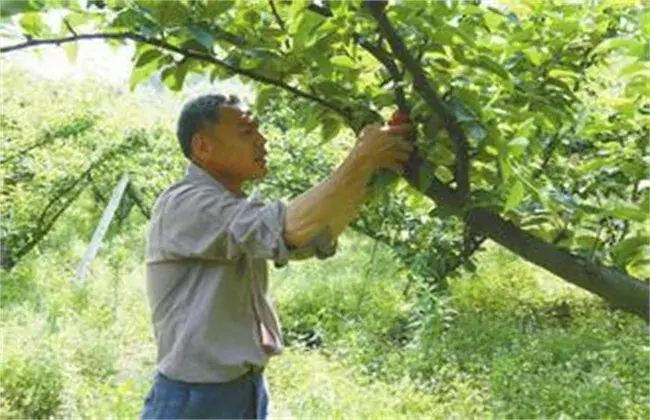 李子的疏花疏果措施