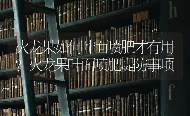 火龙果如何叶面喷肥才有用？火龙果叶面喷肥堤防事项 | 果木种植