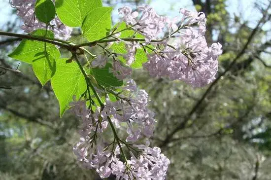 丁香花的花语与象征意义