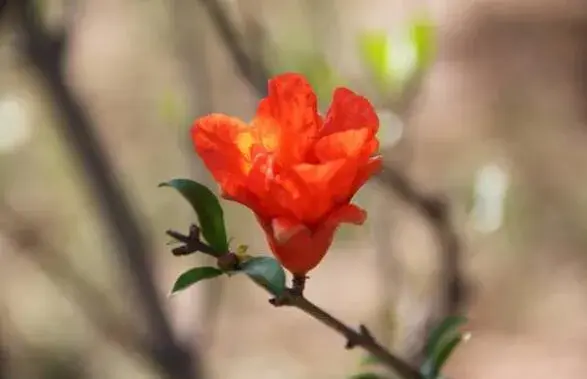 石榴花花语有哪些？