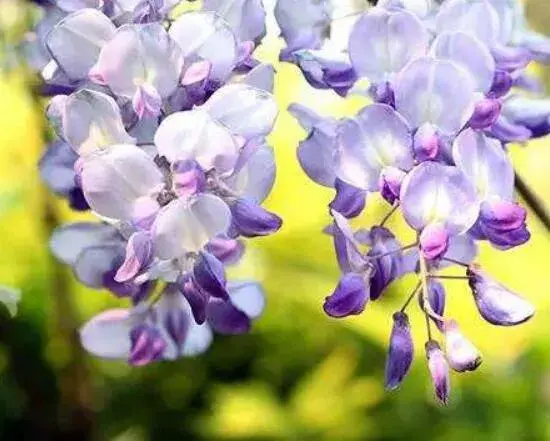 紫藤花花语是什么，紫藤花的花语和寓意(深深的思念/缠绵的爱/寓意爱情)