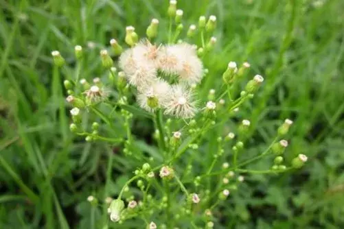 春飞蓬的花语和花期介绍有哪些？