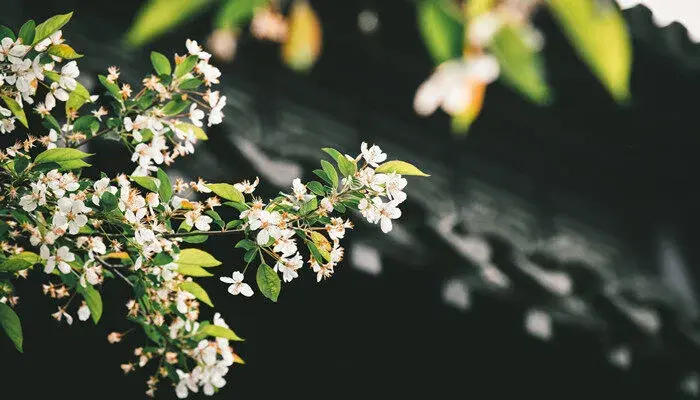 海棠花的花语是什么 海棠花的花语是什么呢