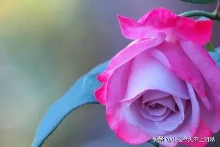 99朵玫瑰代表什么意思，玫瑰花语，花点心思吧？