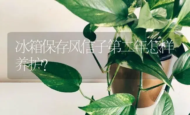 花生壳能种绣球花吗？ | 绿植常识