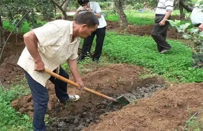 苹果采收早先要怎么管理