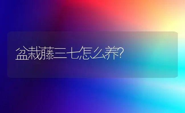 盆栽藤三七怎么养？ | 家庭养花