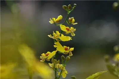 文心兰的花语及意义有哪些？