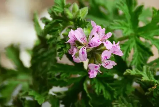 驱蚊草开花吗，花语有哪些？