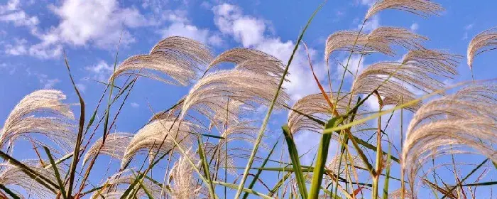 荻花的花语