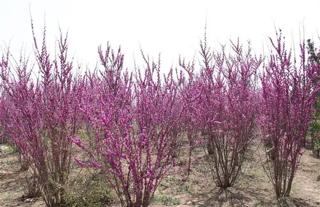 紫荆的种植管理要点