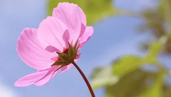 格桑花的花语及传说是什么 格桑花有什么花语及传说