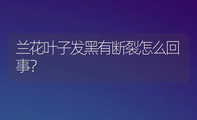 兰花叶子发黑有断裂怎么回事？ | 绿植常识