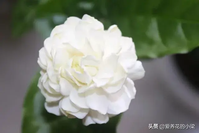 茉莉花喜欢什么生活环境？