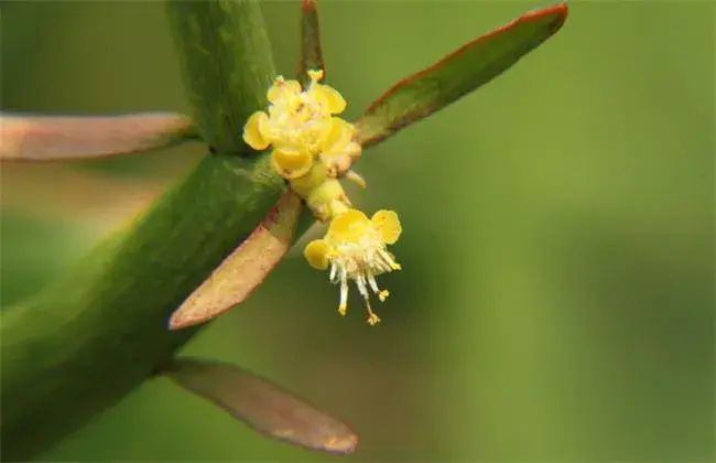 光棍树种植技术