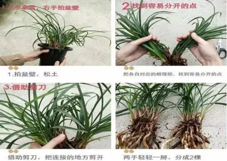 盆景兰花苗分盆操作步骤-养护管理 | 兰花怎么分盆