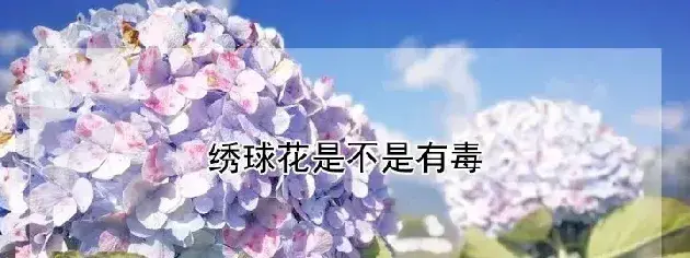 绣球花是不是有毒