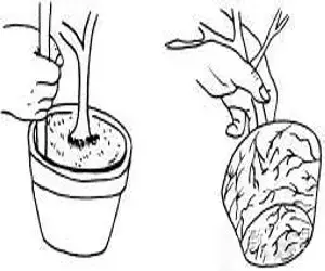 盆景知识 | 盆景翻盆方法