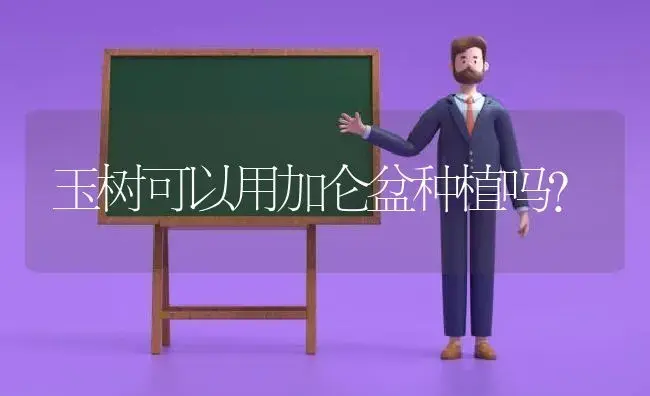 玉树可以用加仑盆种植吗？ | 多肉养殖