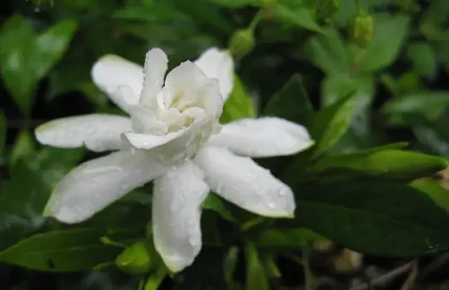 茉莉花与栀子花的不同办法