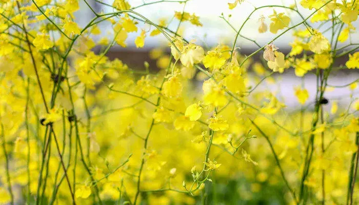 肿节石斛的花语和含义 肿节石斛的花语和含义是什么