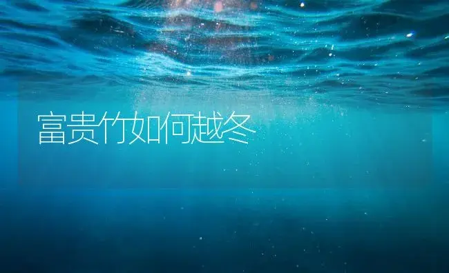 富贵竹如何越冬 | 家庭养花