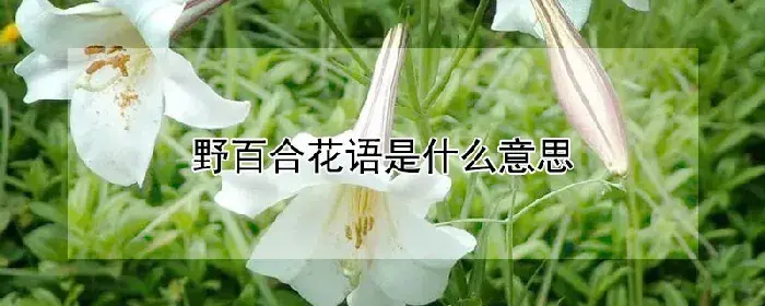 野百合花语是什么意思