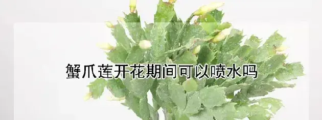 蟹爪莲开花期间可以喷水吗