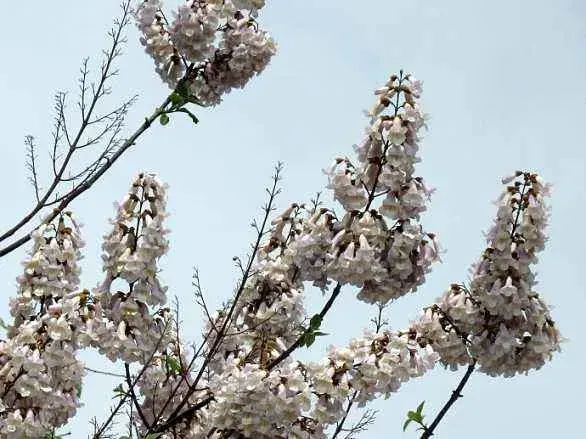 泡桐花的花语是什么，传说是什么