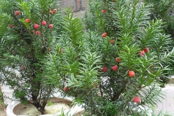 红豆杉种植前景怎么样，附红豆杉的种类