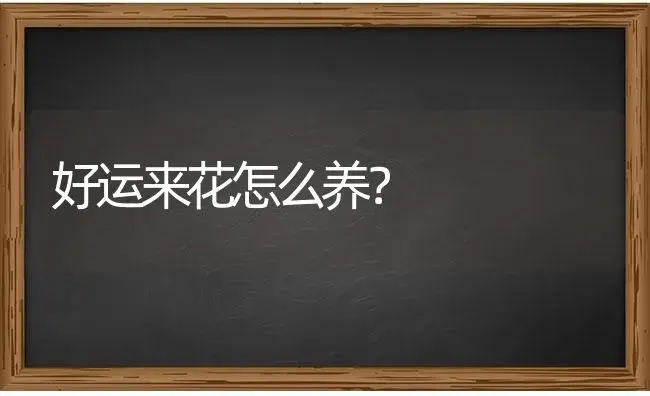 好运来花怎么养？ | 多肉养殖