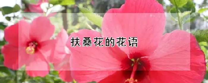 扶桑花的花语