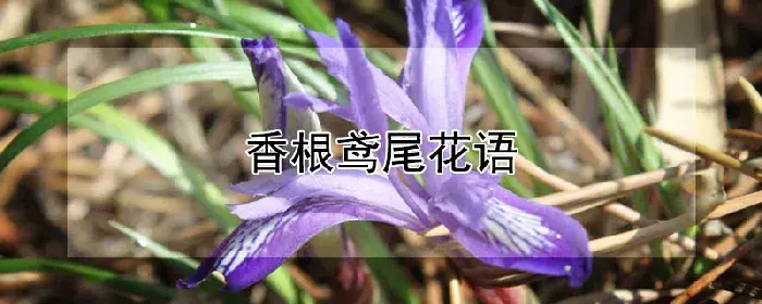 香根鸢尾花语