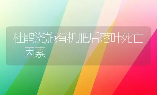 杜鹃浇施有机肥后落叶死亡 因素 | 家庭养花