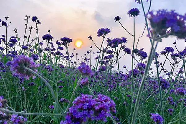 薰衣草的花语 有什么含义