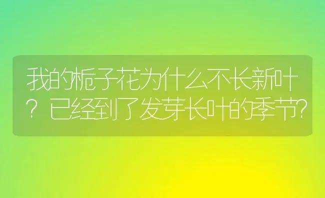 我的栀子花为什么不长新叶？已经到了发芽长叶的季节？ | 绿植常识