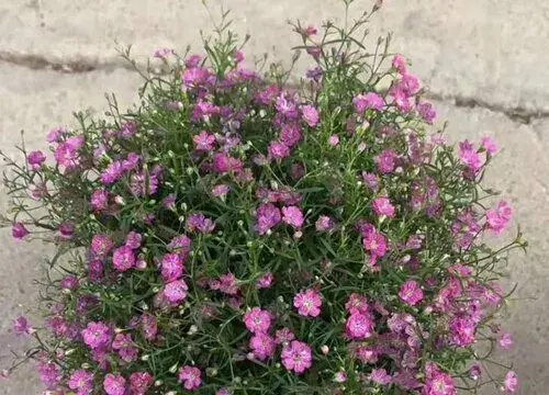 表示恭喜的花 花语是恭喜的花有哪些？