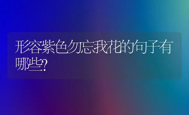 形容紫色勿忘我花的句子有哪些？ | 绿植常识