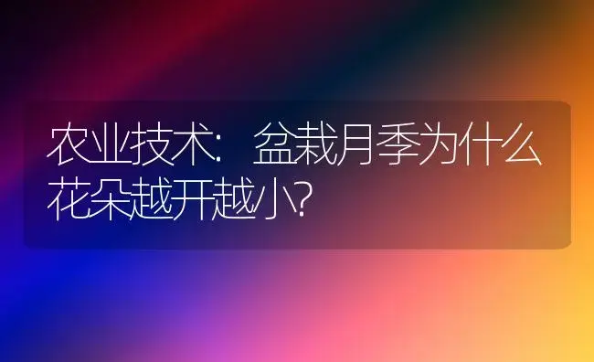 农业技术:盆栽月季为什么花朵越开越小? | 家庭养花