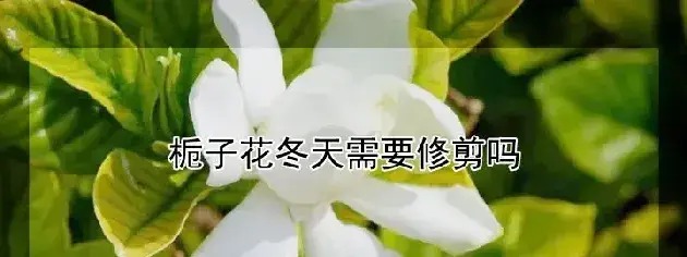 栀子花冬天需要修剪吗