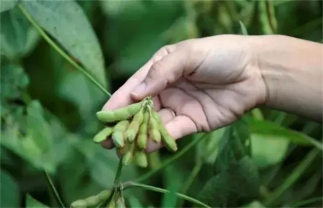 大豆花荚期管理要点