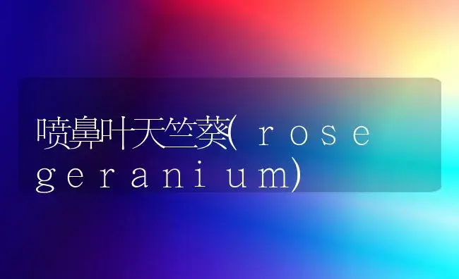 喷鼻叶天竺葵(rose geranium) | 家庭养花