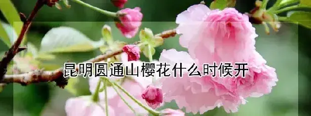 昆明圆通山樱花什么时候开