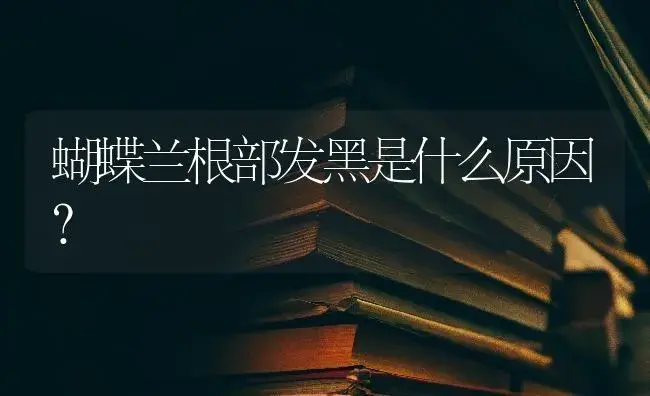 蝴蝶兰根部发黑是什么原因？ | 绿植常识