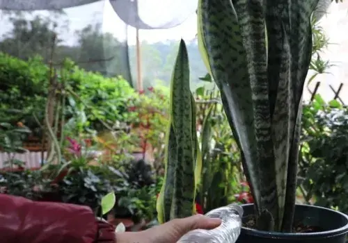 盆景养护管理 | 虎皮兰怎样才能长得快