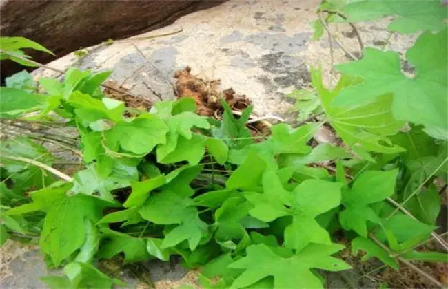 穿山龙的栽培办法