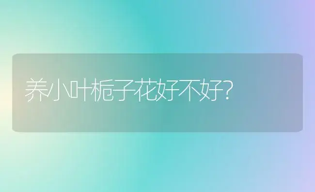 养小叶栀子花好不好？ | 绿植常识