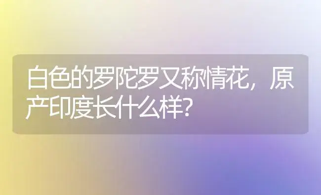 白色的罗陀罗又称情花，原产印度长什么样？ | 绿植常识