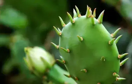 仙人掌是植物吗