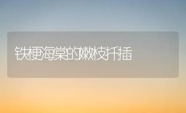 铁梗海棠的嫩枝扦插 | 家庭养花